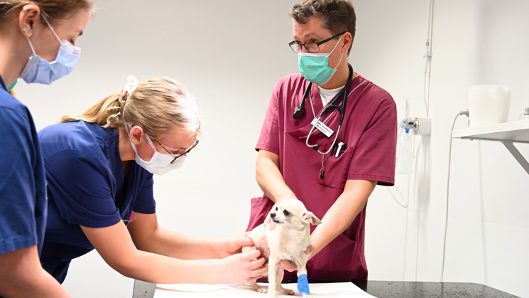 A man wearing burgundy medical clothing, a face mask and glasses stands in front of a table. On the table is a Chihuahua with light fur. Next to the table are two women wearing blue medical clothing and face masks, their hands on the dog on the table.