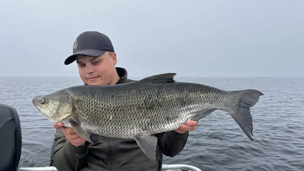 En person håller upp en stor asp (fisk)