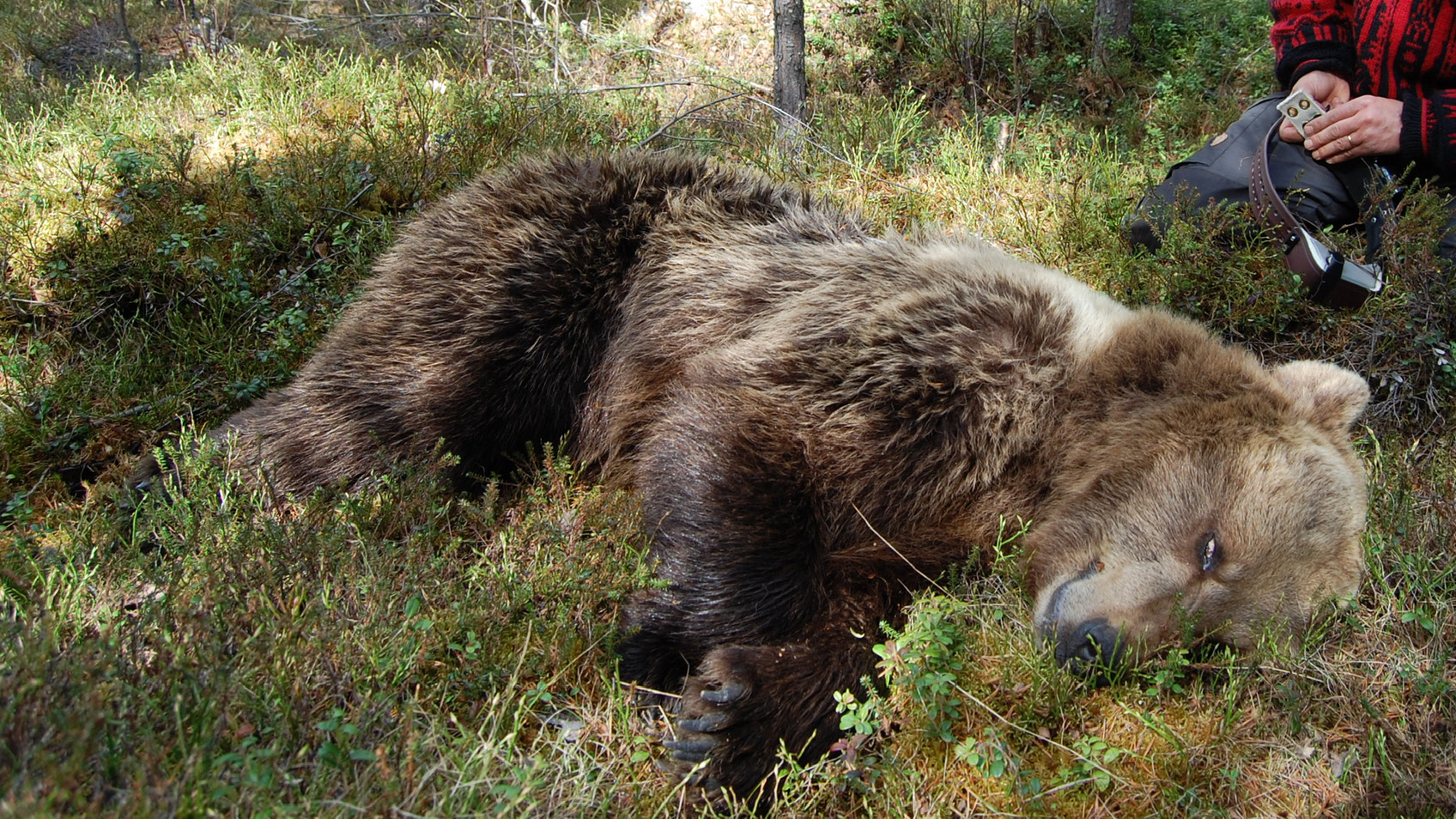A sedated bear lies on the ground in the forest and is about to examined.