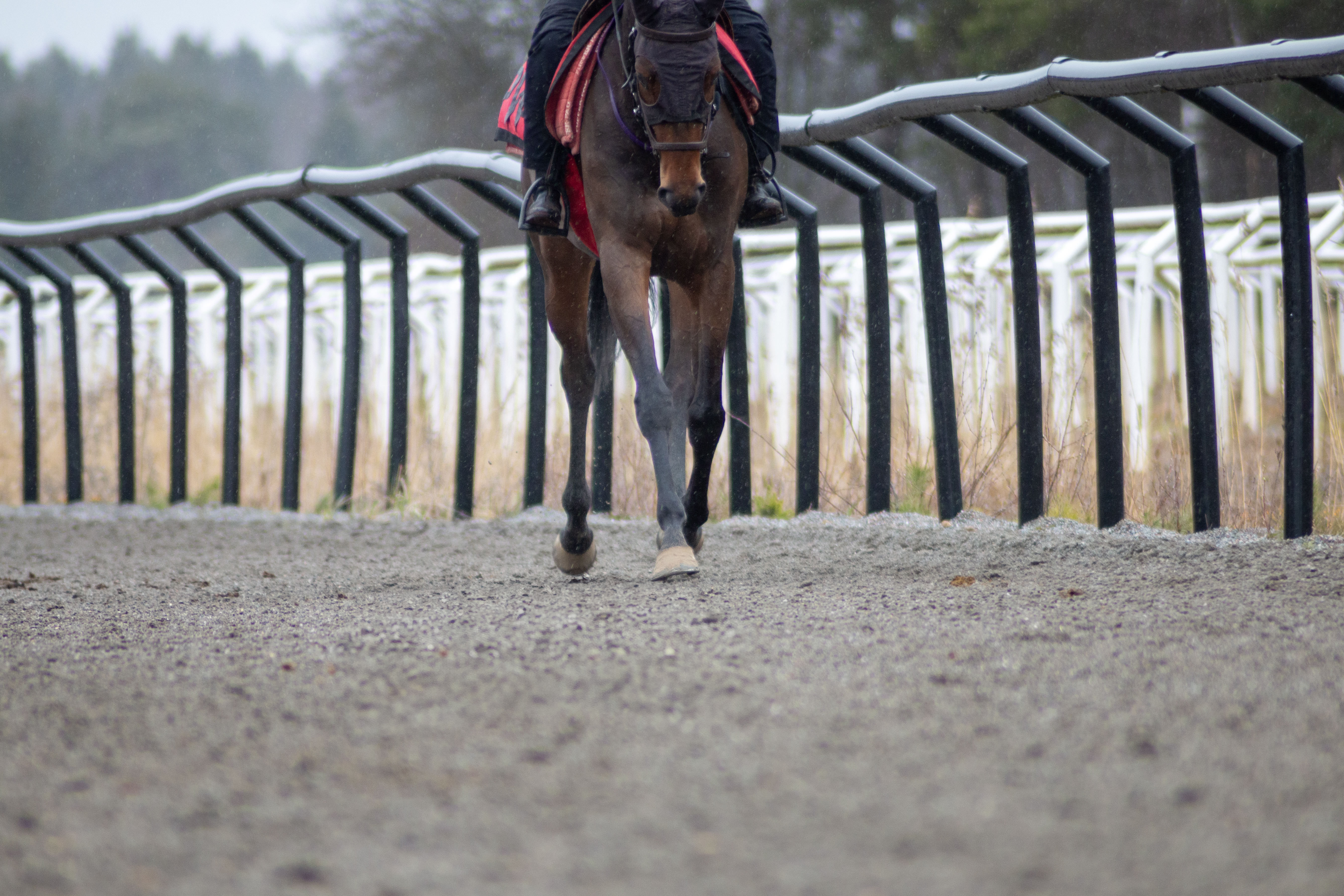 Foto av en fullblodshäst som travar på galoppbanan utomhus.