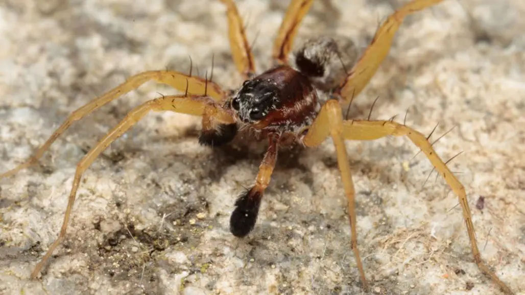 Spindel med gulaktiga ben. Foto