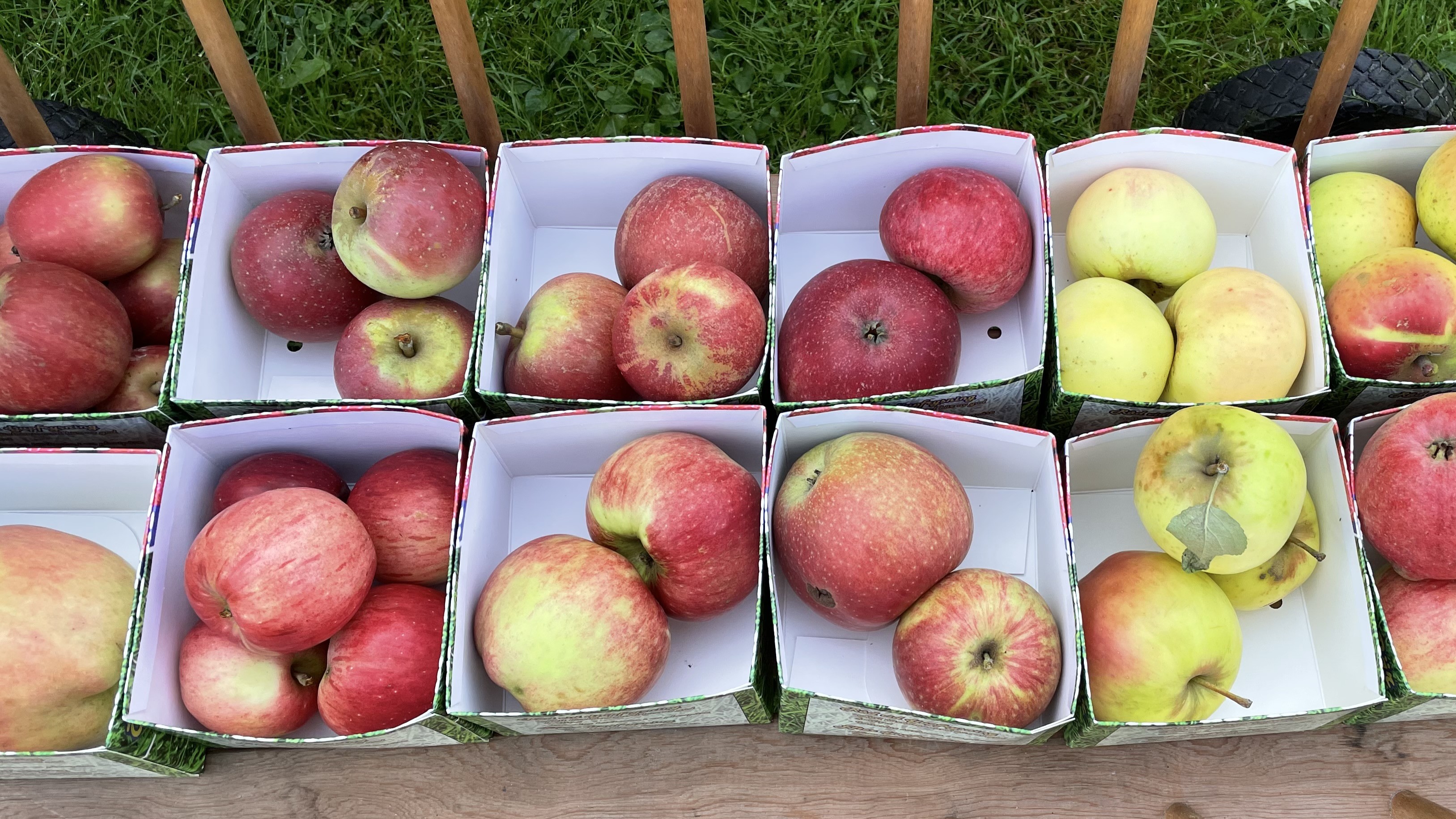 Olika sorters äpplen ligger i pappkartonger på botten av en träskrinda. 