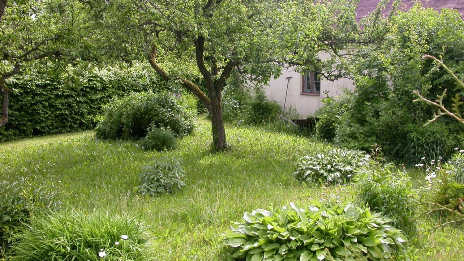 En äldre trädgård med ett gammalt äppelträd i mitten. Perenner står planterade längs igenvuxna grusgångar. I bakgrunden ses ett vitt, äldre hus. 