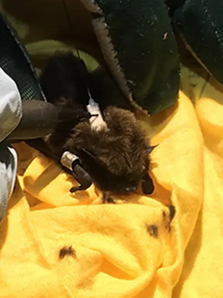 En fladdermus av arten trollpipistrell