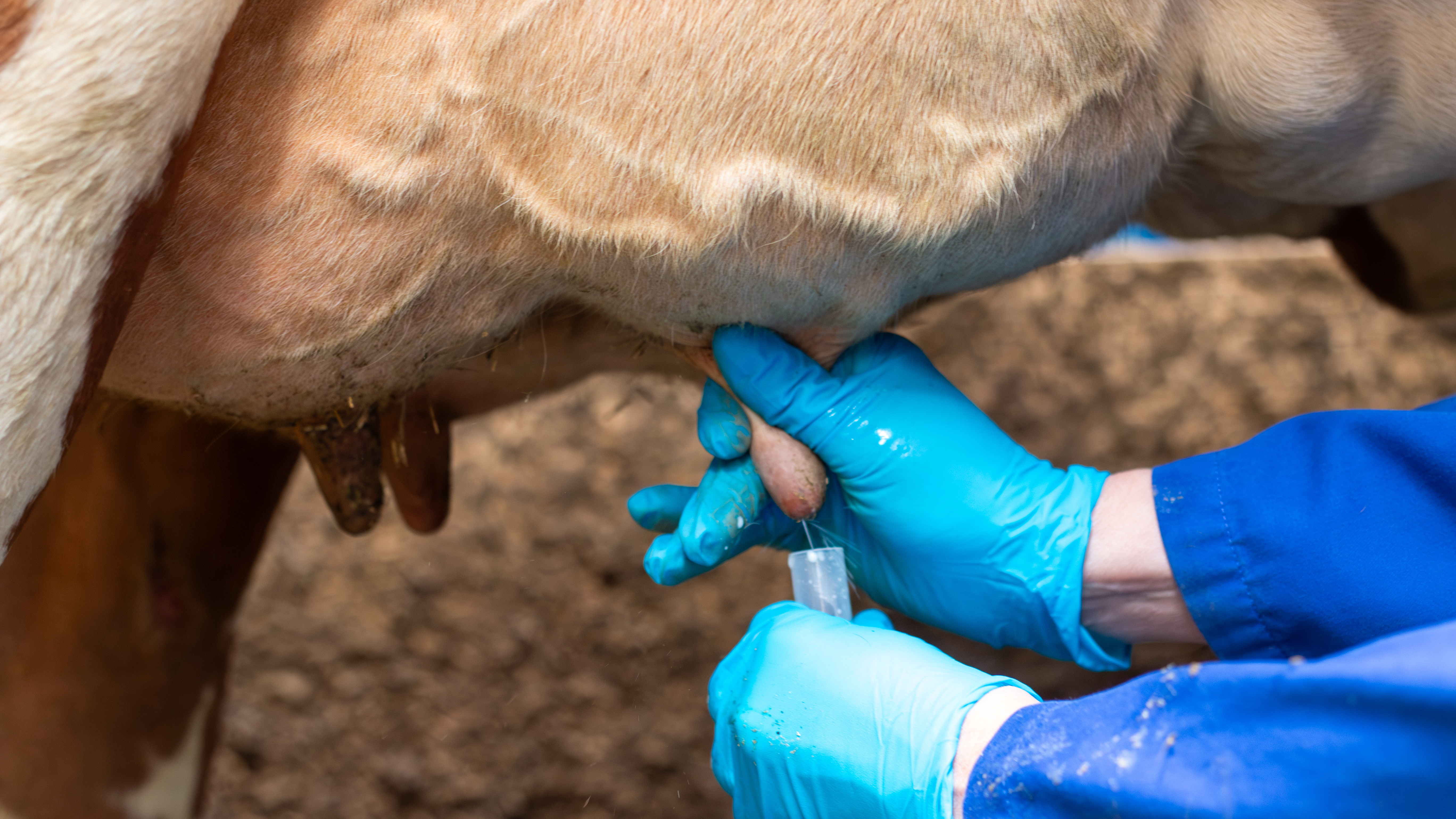 Milking a cow. Photo.