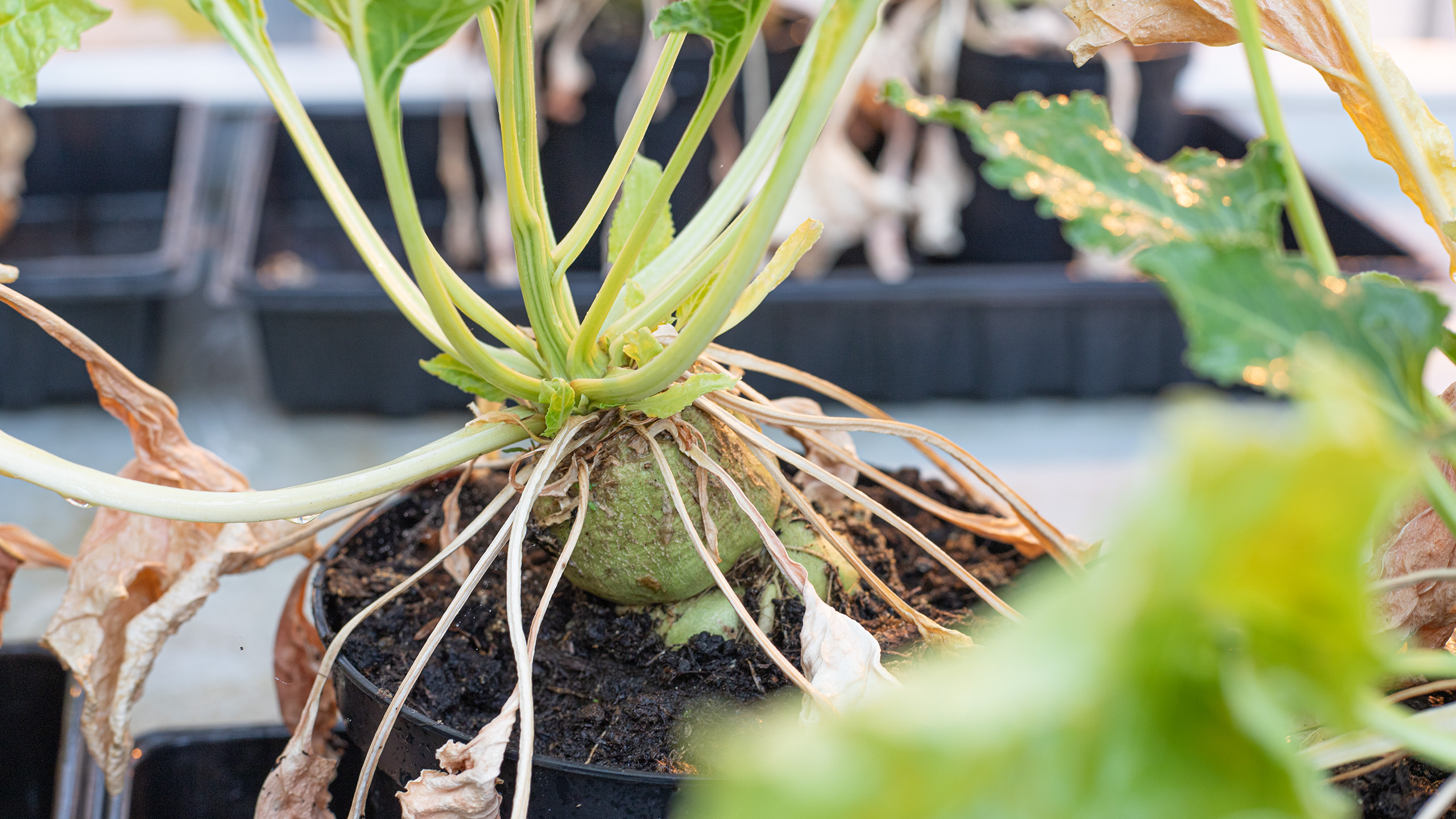 Närbild på en sockerbetsplanta.