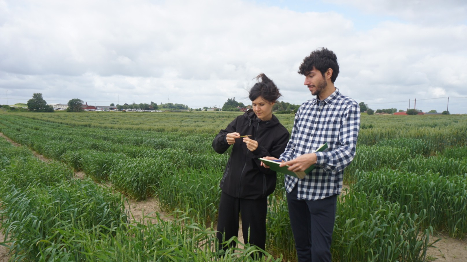 Adrian Vial standing by a trial cultivation.
