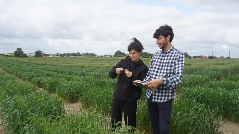 Adrian Vial standing by a trial cultivation.