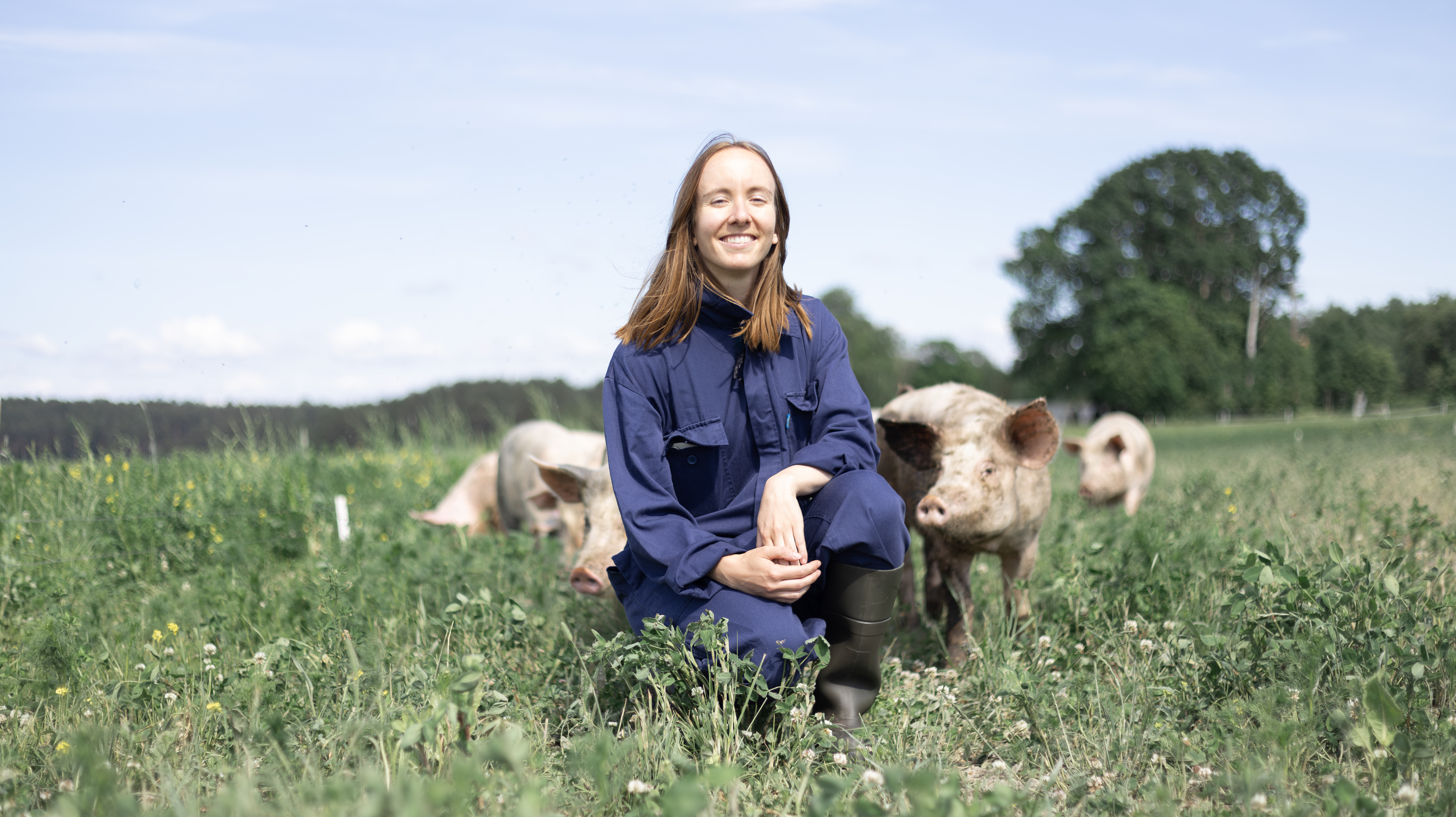 Foto av en kvinna (Lise Pinaqui, SLU) som sitter på huk i högt gräs bredvid en gris som nosar på hennes hand med sitt tryne.