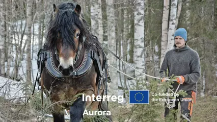 Horse with driver in the forest inluciding interreg aurora logo