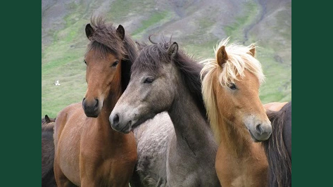 Foto av en grupp islandshästar som står tillsammans utomhus.