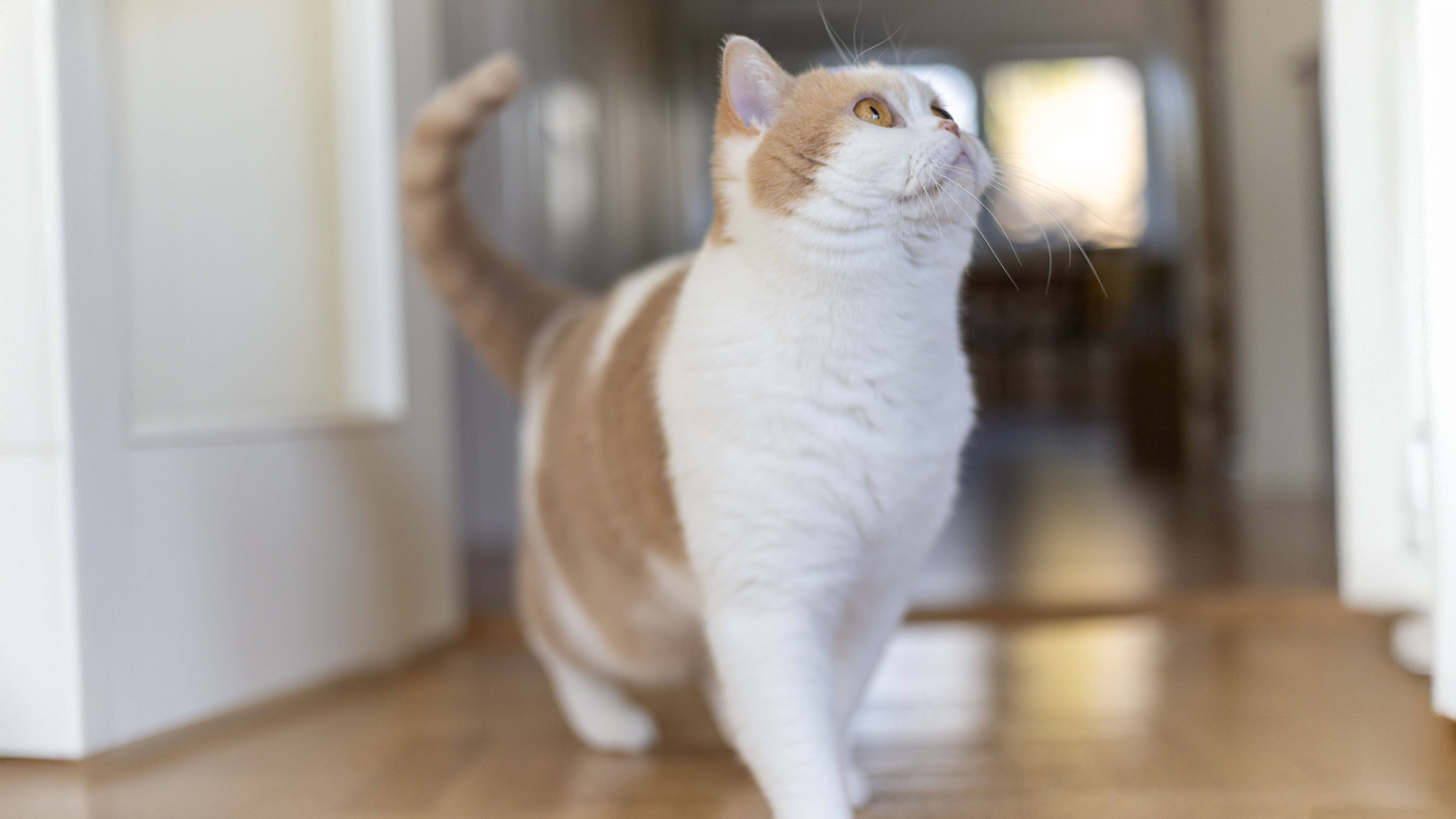 Photo of an indoor cat meowing with its mouth open.