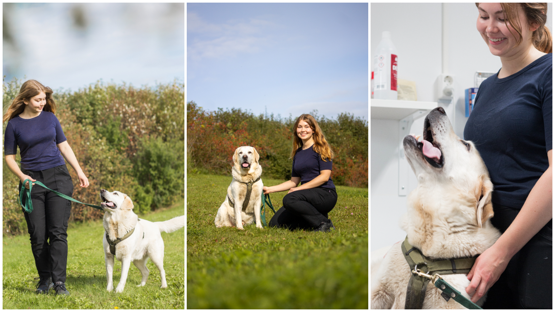 Kollage med tre bilder av en kvinna (Felicia Palm, SLU) tillsammans med en ljus labrador retriever.