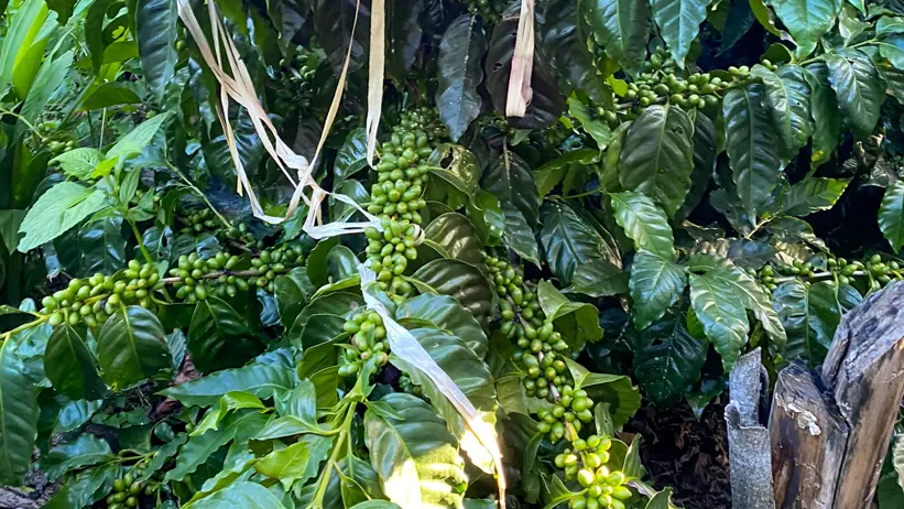 Close-up of a coffee plant. Photo.