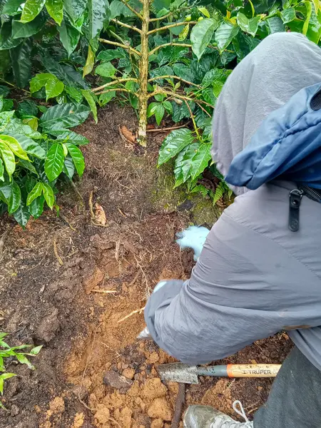 A person crouches down by a coffee plant. Photo.