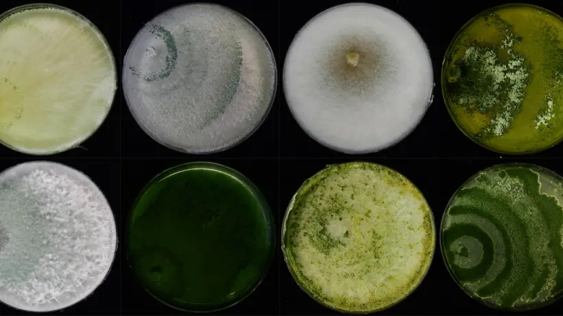 Many Petri dishes containing mold. Photo.