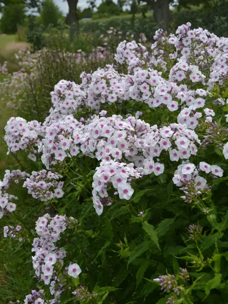 Foto av Grönt kulturarv®s höstfloxen 'Elise i Bossgården'. Fotot visar karaktäristiska vita floxblommor med rosa mitt. De långa stjälkarna med gröna blad med krusiga bladkanter syns tydligt i förgrunden. I bakgrunden ses höstaster som ej börjat blomma, samt stjärnflocka och två träd.