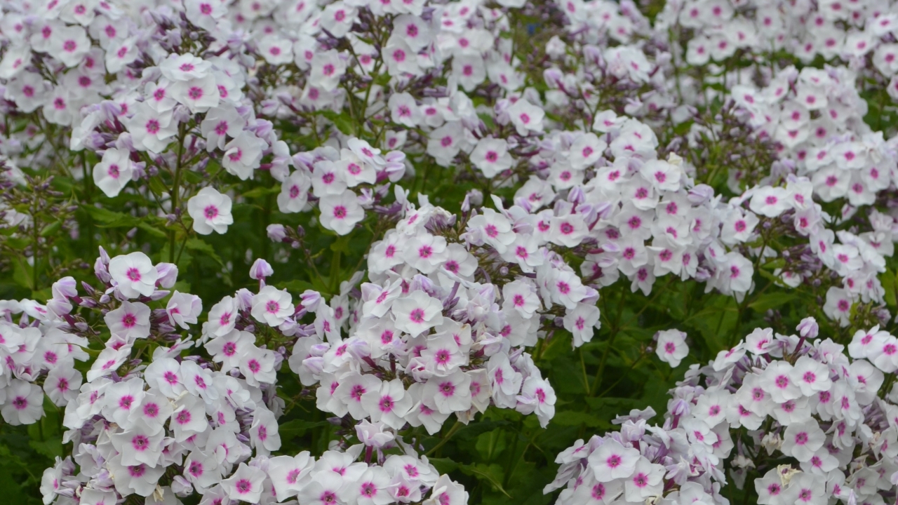Foto av Grönt kulturarv®s höstfloxen 'Elise i Bossgården'. Fotot visar ett blomhav med vita blommor med rosa mitt. Inemellan syns det ljust gröna bladen med vågade bladkanter.