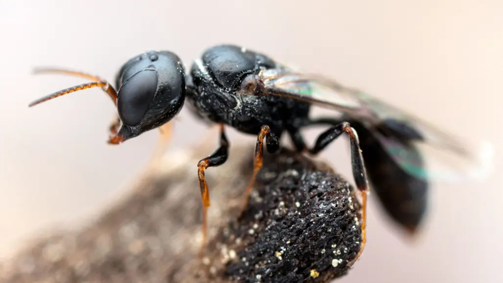 Helsvart stekel utan hår på träbit. Foto