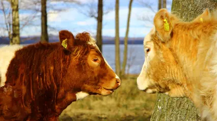En brun och en vit ko med mularna nära varandra. Foto.