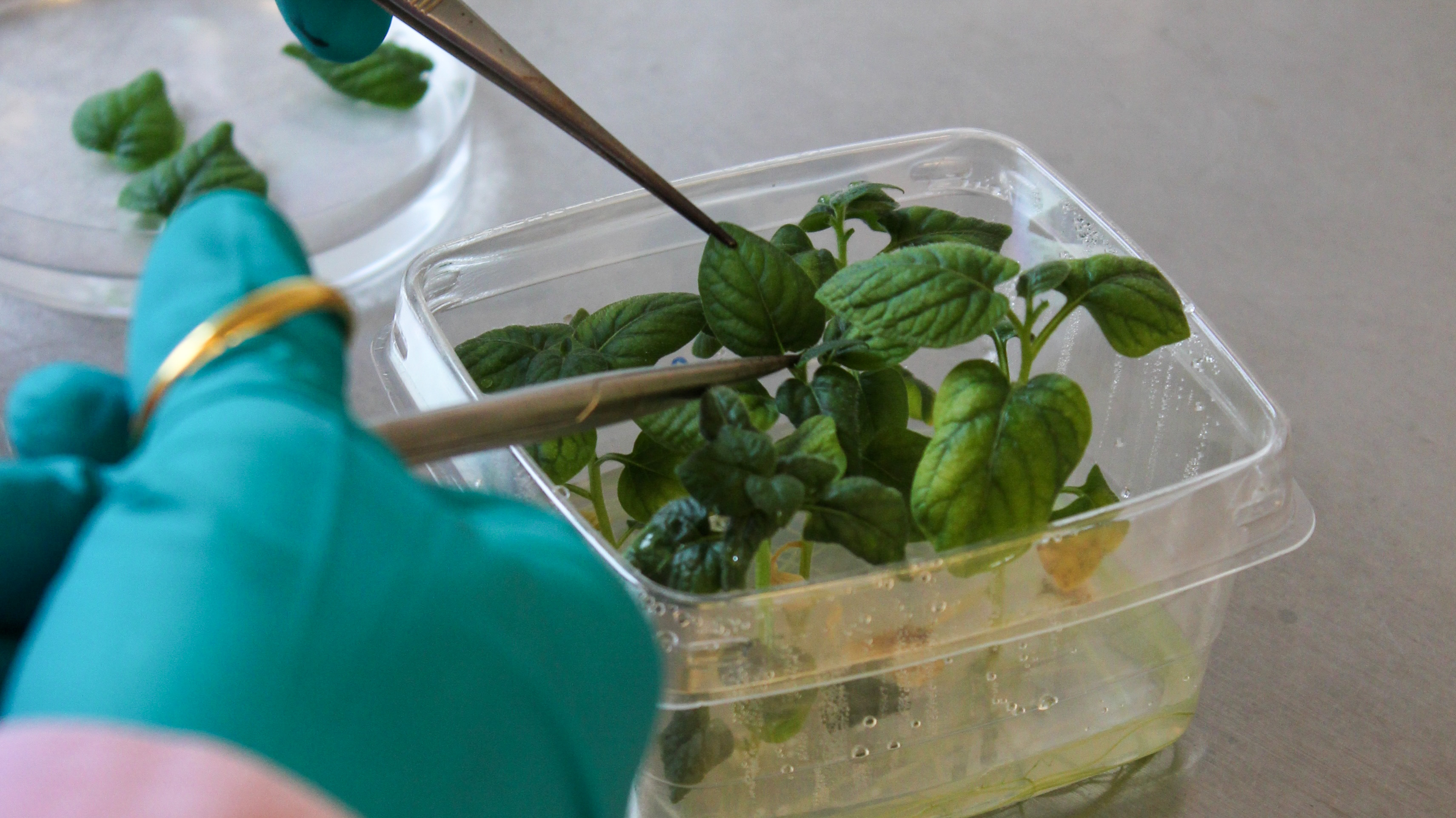 Förberedelse av kallus