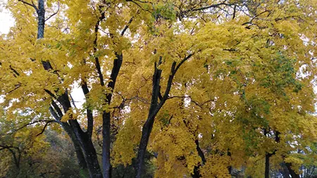 Ett lövträd fullt med vackra höstlöv som ger färgprakt.