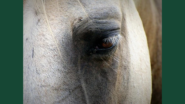 Foto av ett hästansikte med fokus på ögats ansiktsuttryck.