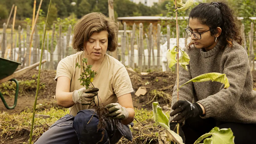 Picture of people planting greens.
