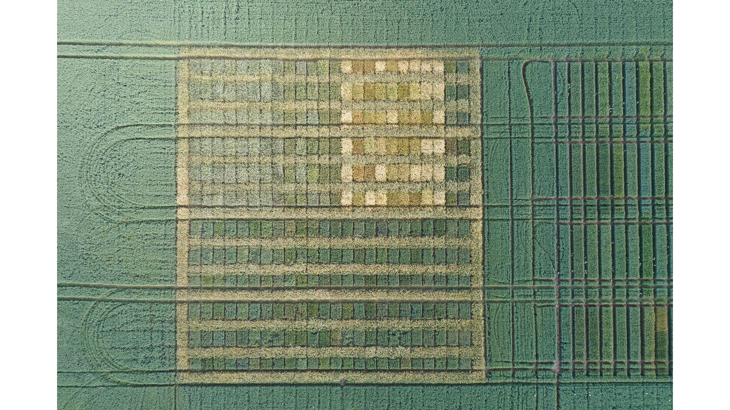 Ett drönarfoto över ett fält med odlingsrutor.