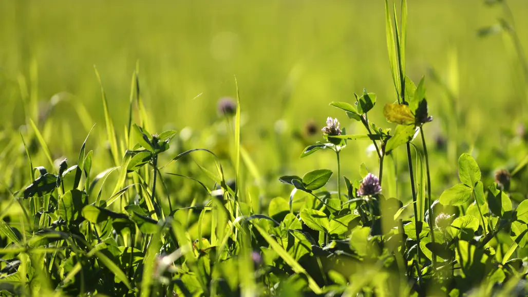 Klöver och gräs