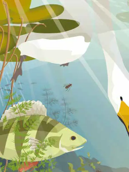 Tecknad bild på en svan och en abborre.