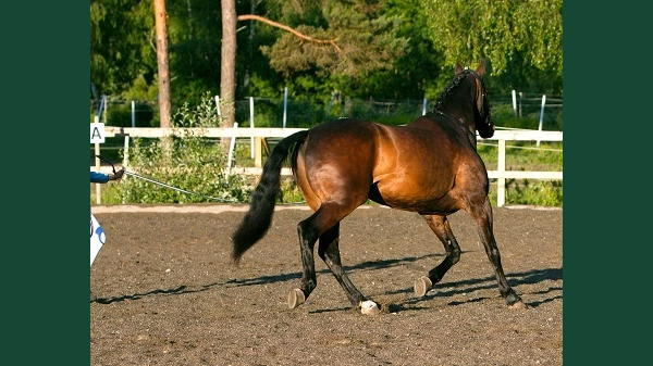 Foto av en häst som longeras utomhus på en ridbana.
