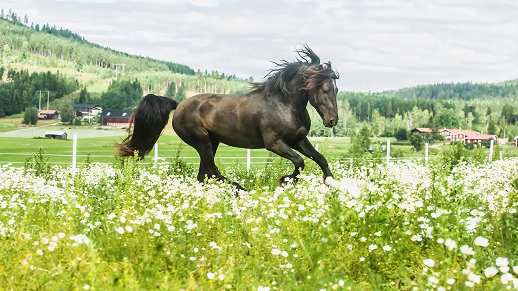 Foto på travare.