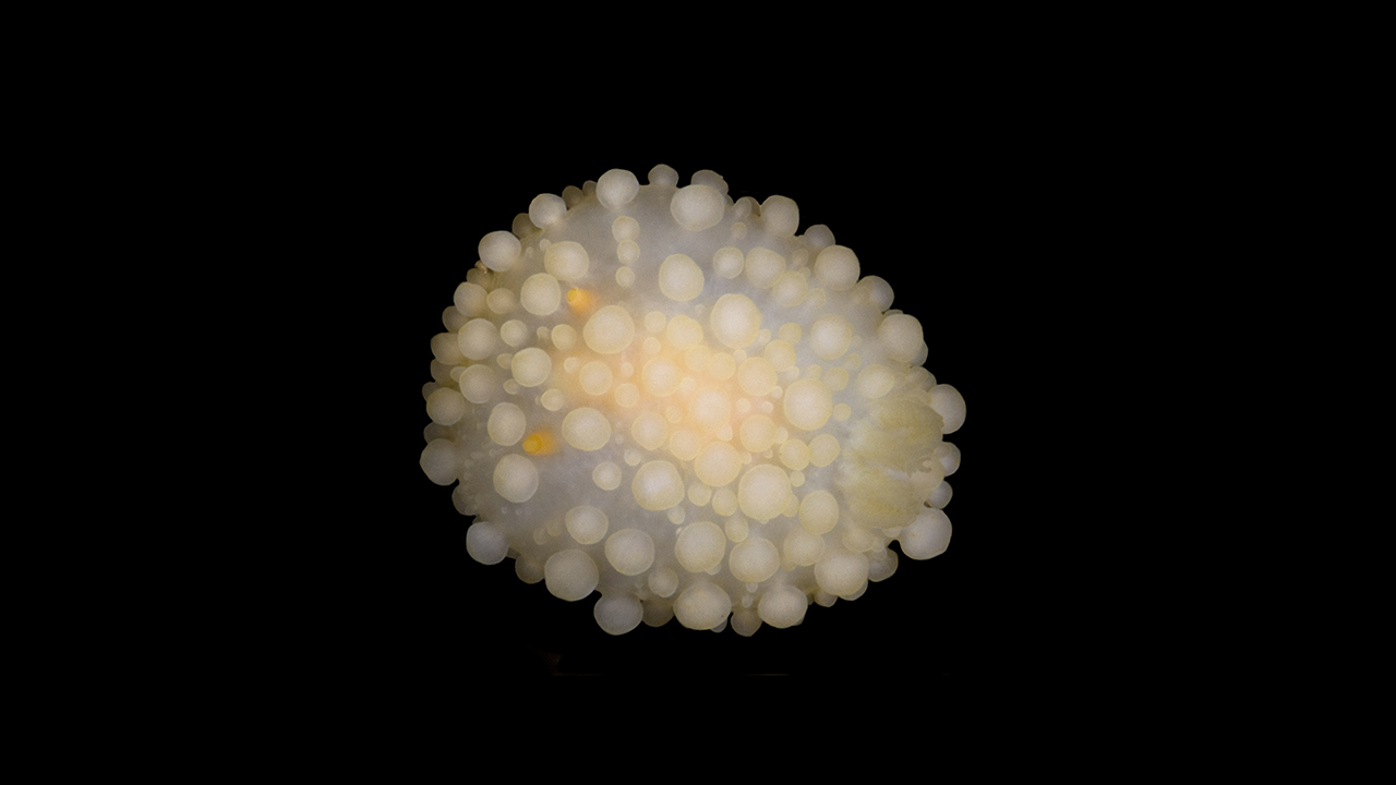 Gul bubblig boll mot svart bakgrund. Foto