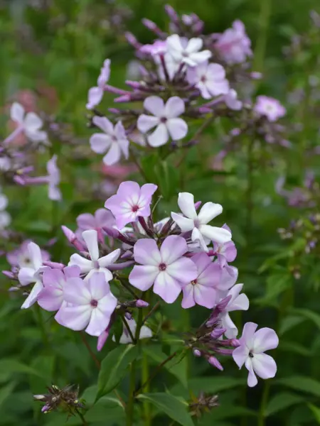 Foto av Grönt kulturarv®s höstflox 'Ingeborg från Nybro'. Fotot visar en närbild av en blommande flox. Blommorna är lätt lila med spretigt vitt öga. Runt om syns de runda stjälkarna med långa och hängande, spetsiga blad. I bakgrunden syns enstaka blommor och mer bladverk i oskärpa.