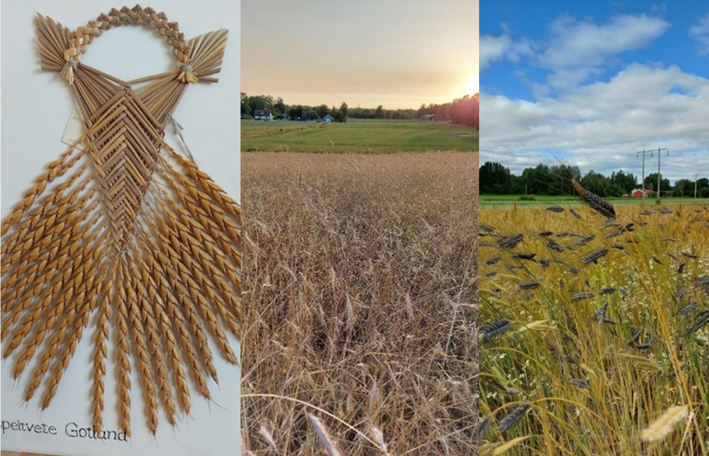 Collage med tre bilder av kulturspannmål.