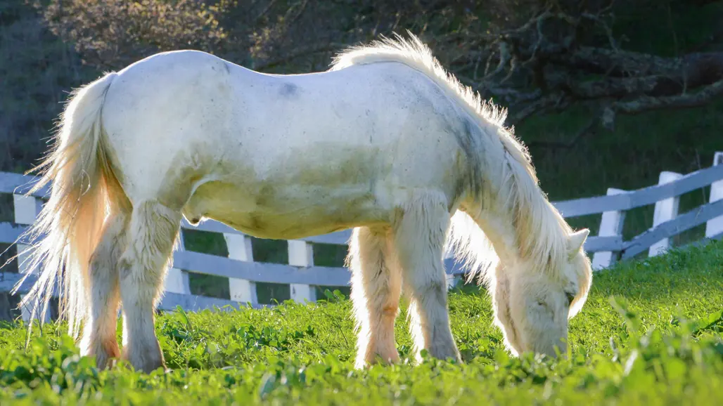 Photo of a furry and partly shaved horse outdoors in green grass.
