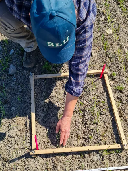 A person wearing a cap touches a wooden frame placed on farmland. Photo.