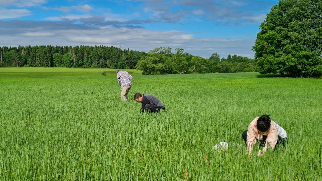 Three people working in a field. Photo.