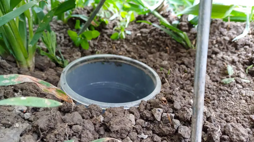 A plastic pitfall trap in a crop field. Photo.