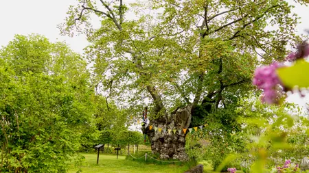 Utanför Astrid Lindgrens bardomshem Näs i Vimmerby står sockerdricksträdet än idag. Platsen sköts om och är öppen för besökare. Men de senaste åren har flera almar på gården drabbats av almsjuka.