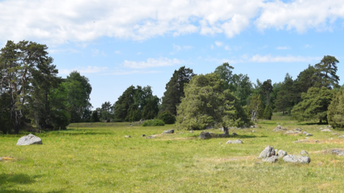 A semi-natural grassland in the eastern part of central Sweden