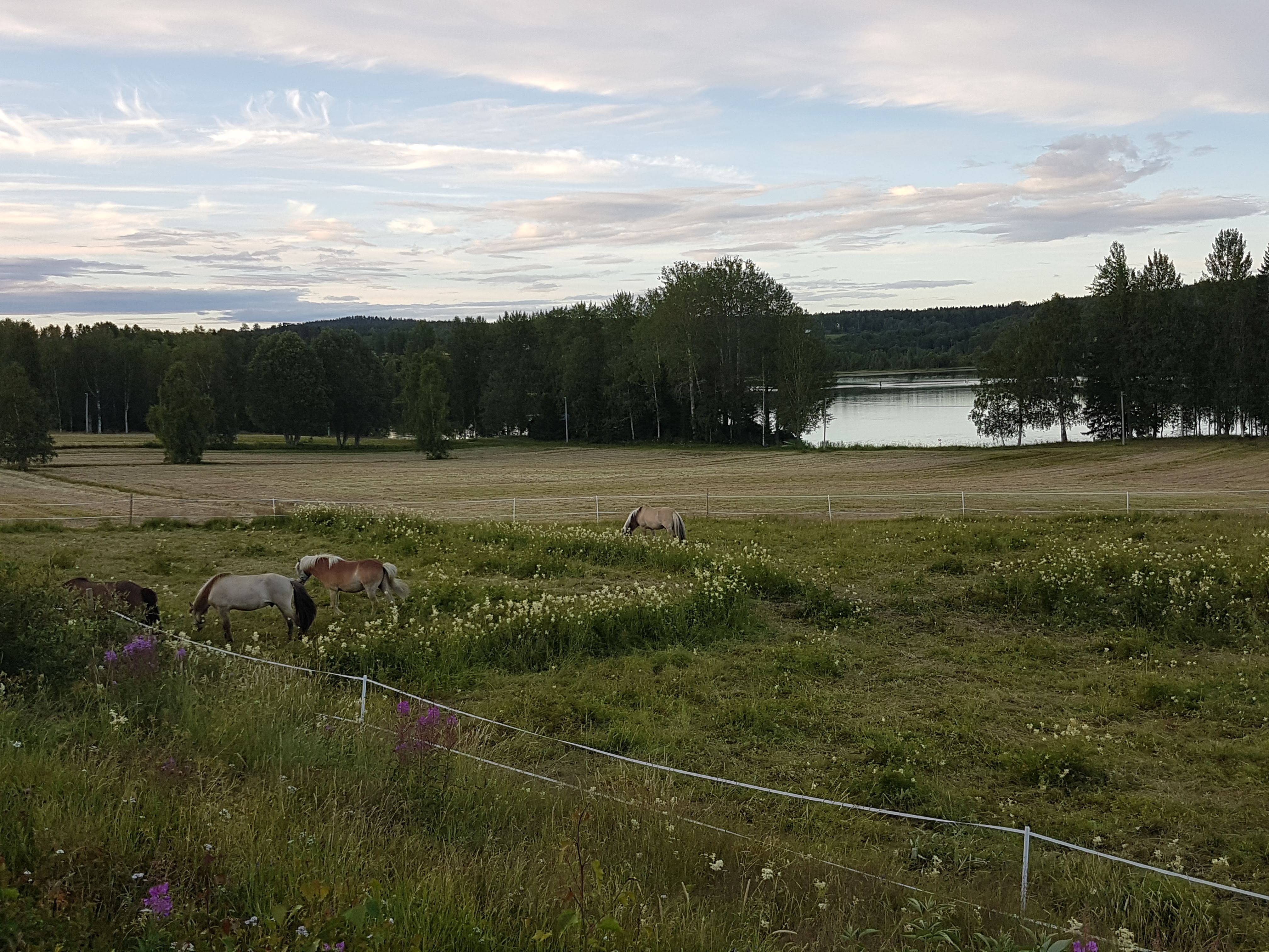 Foto: Hästar, träd, åkrar och sjö. Marco Eimermann, 2020.