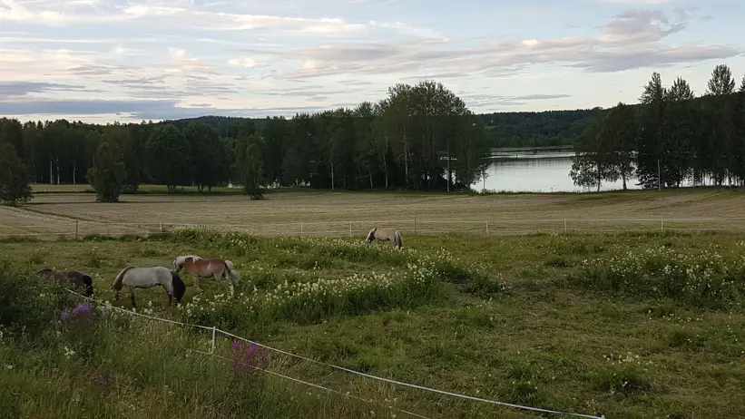 Foto: Hästar, träd, åkrar och sjö. Marco Eimermann, 2020.