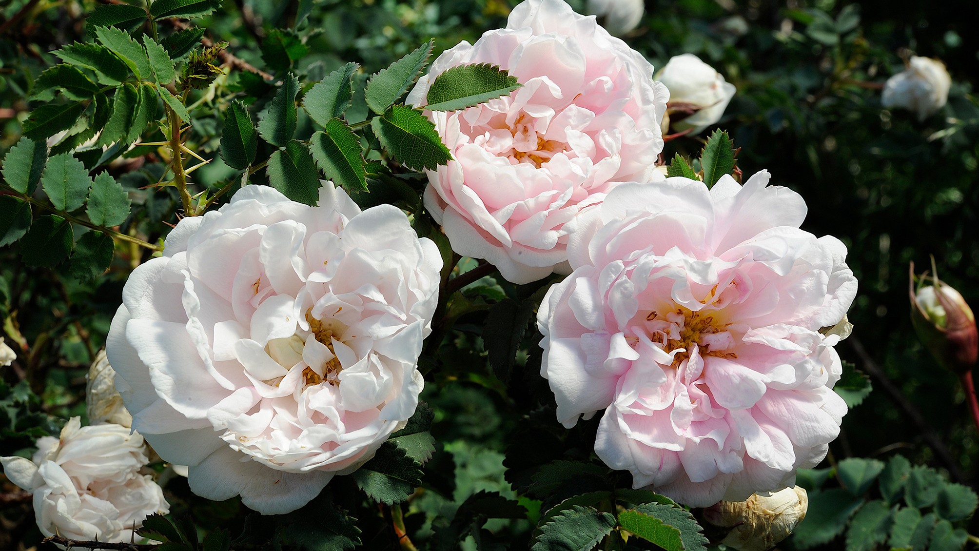 Spinosissima-rosen 'Sandviks Olivia' har ljust rosa blommor. 