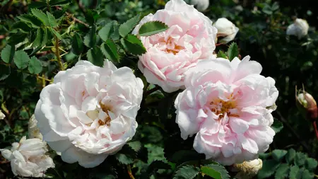 Spinosissima-rosen 'Sandviks Olivia' har ljust rosa blommor.