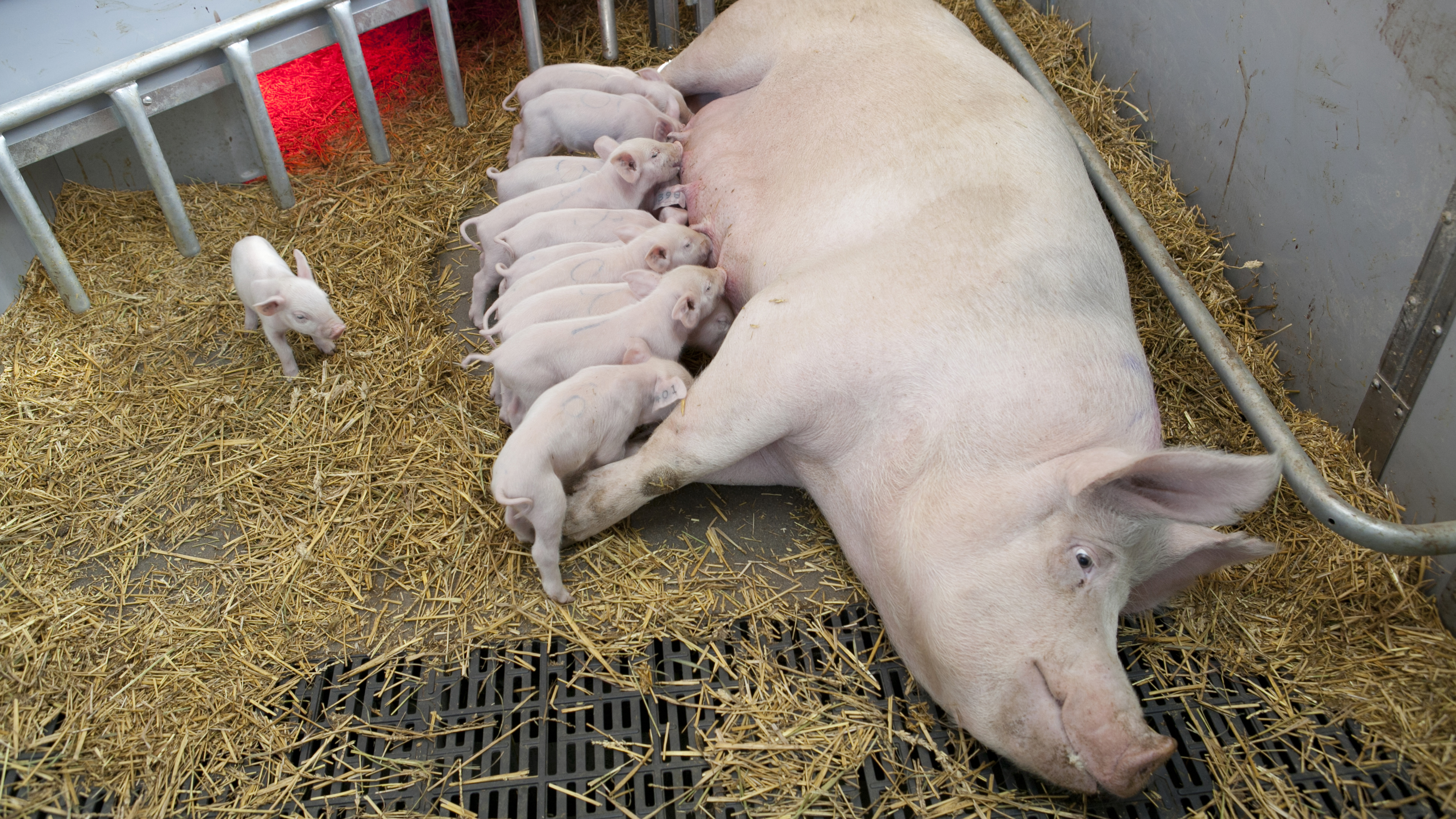 A sow is resting on its side with many piglets suckling. A piglet is standing next to it on a bed of straw. Photo.