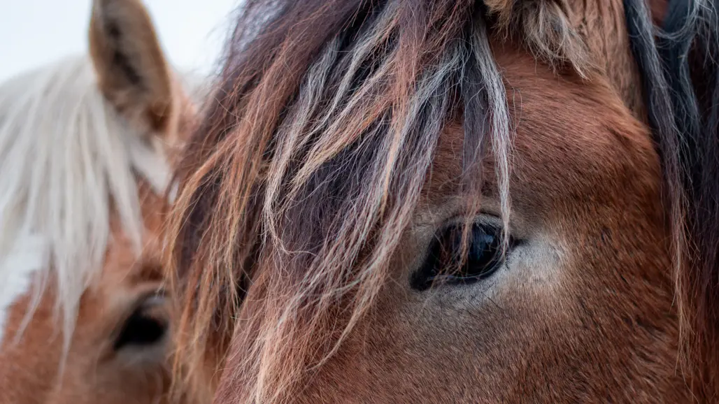 Photo of two cold-blooded horses with lots of fur and horsehair.