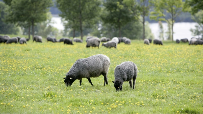 Photo of adult sheep grazing outdoors on grass.