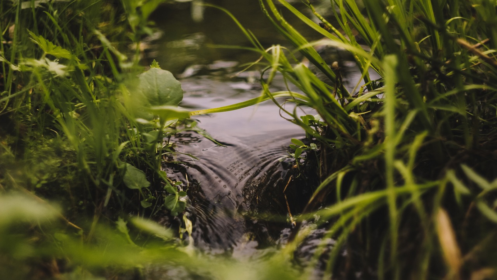 A stream among plants